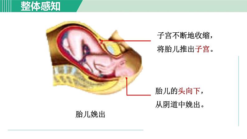 浙教版七年级科学下册课件 1.1 新生命的诞生 第2课时第8页