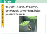 浙教版七年级科学下册课件 1.3 动物的生长时期 第1课时