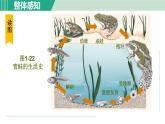 浙教版七年级科学下册课件 1.3 动物的生长时期 第1课时