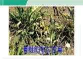 浙教版七年级科学下册课件 1.3 动物的生长时期 第1课时