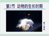 浙教版七年级科学下册课件 1.3 动物的生长时期 第2课时
