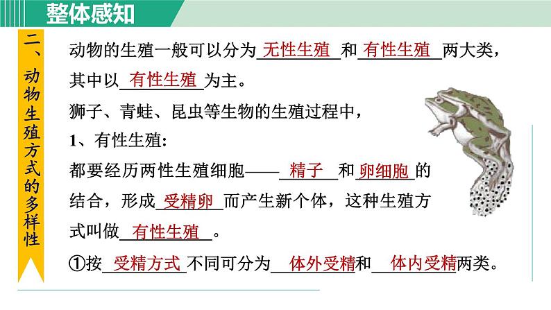 浙教版七年级科学下册课件 1.3 动物的生长时期 第2课时第2页