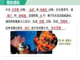 浙教版七年级科学下册课件 1.3 动物的生长时期 第2课时