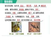 浙教版七年级科学下册课件 1.3 动物的生长时期 第2课时