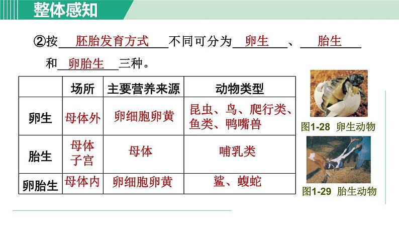 浙教版七年级科学下册课件 1.3 动物的生长时期 第2课时第5页