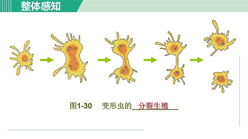 浙教版七年级科学下册课件 1.3 动物的生长时期 第2课时第7页