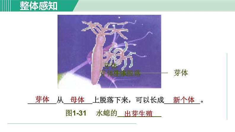 浙教版七年级科学下册课件 1.3 动物的生长时期 第2课时第8页