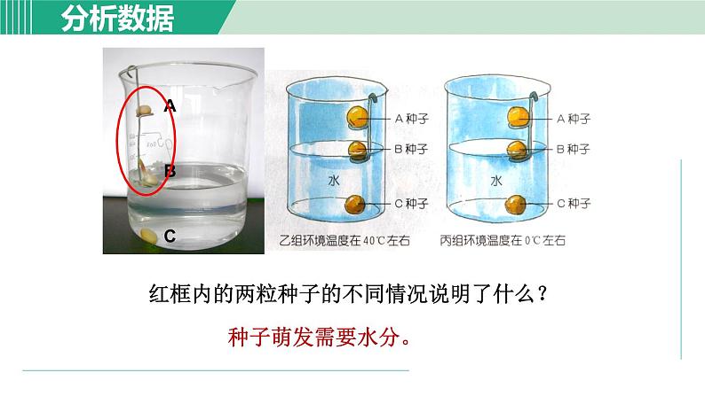 浙教版七年级科学下册课件 1.4 植物的一生 第2课时第8页