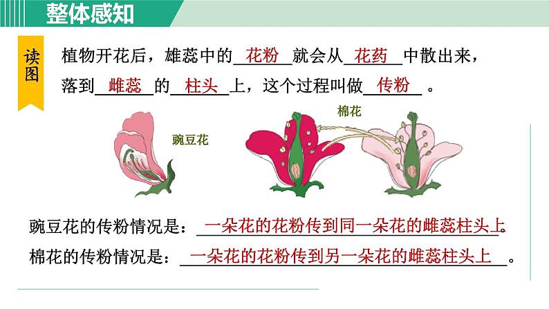 浙教版七年级科学下册课件 1.5 植物生殖方式的多样性 第1课时05