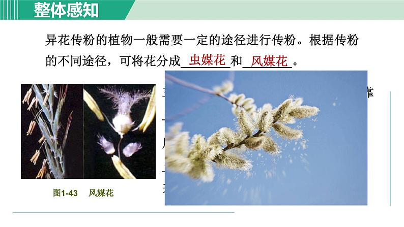 浙教版七年级科学下册课件 1.5 植物生殖方式的多样性 第1课时08