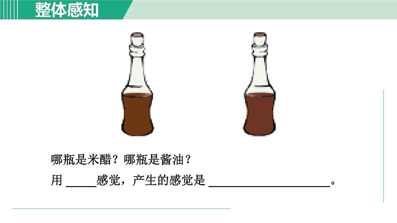 浙教版七年级科学下册课件 2.1 感觉世界 第1课时07