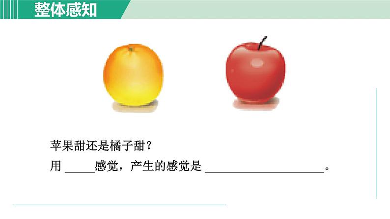 浙教版七年级科学下册课件 2.1 感觉世界 第1课时08