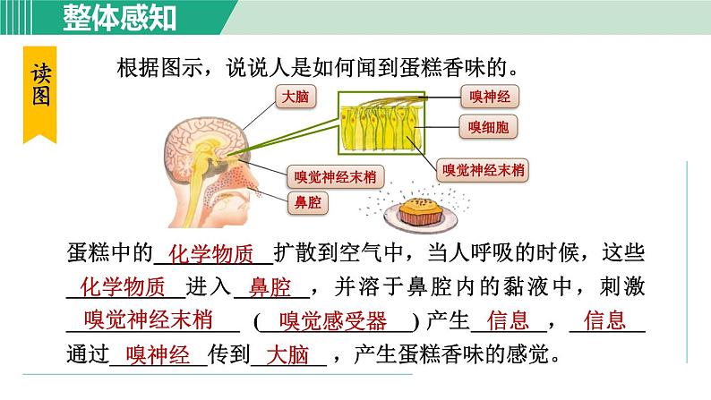 浙教版七年级科学下册课件 2.1 感觉世界 第2课时第3页