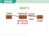 浙教版七年级科学下册课件 2.1 感觉世界 第2课时
