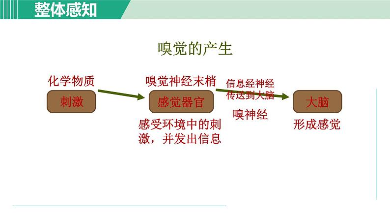 浙教版七年级科学下册课件 2.1 感觉世界 第2课时第4页