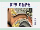 浙教版七年级科学下册课件 2.3 耳和听觉 第1课时