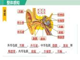 浙教版七年级科学下册课件 2.3 耳和听觉 第1课时