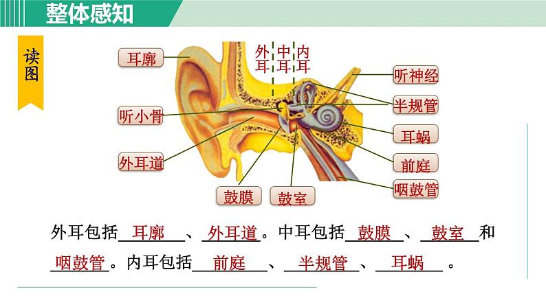 浙教版七年级科学下册课件 2.3 耳和听觉 第1课时第4页