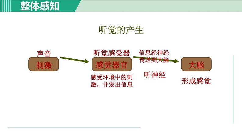 浙教版七年级科学下册课件 2.3 耳和听觉 第1课时第6页