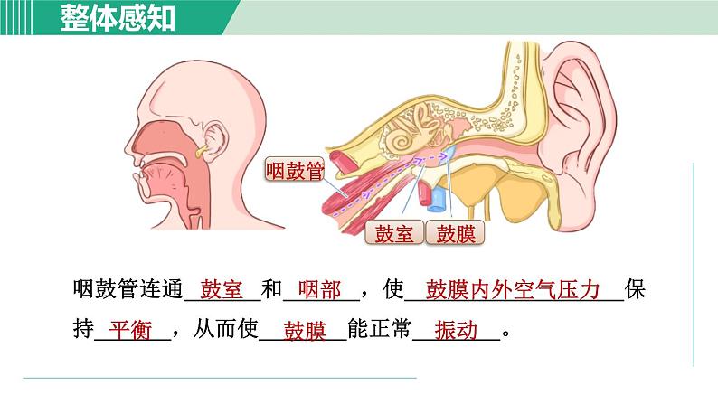 浙教版七年级科学下册课件 2.3 耳和听觉 第1课时第7页