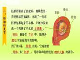2024七年级科学下册第1章代代相传的生命1.1新生命的诞生第2课时课件（浙教版）