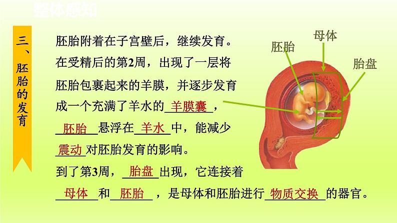 2024七年级科学下册第1章代代相传的生命1.1新生命的诞生第2课时课件（浙教版）02