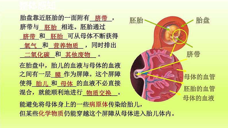 2024七年级科学下册第1章代代相传的生命1.1新生命的诞生第2课时课件（浙教版）03