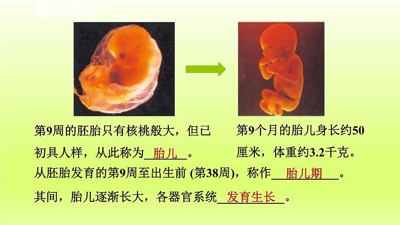 2024七年级科学下册第1章代代相传的生命1.1新生命的诞生第2课时课件（浙教版）05