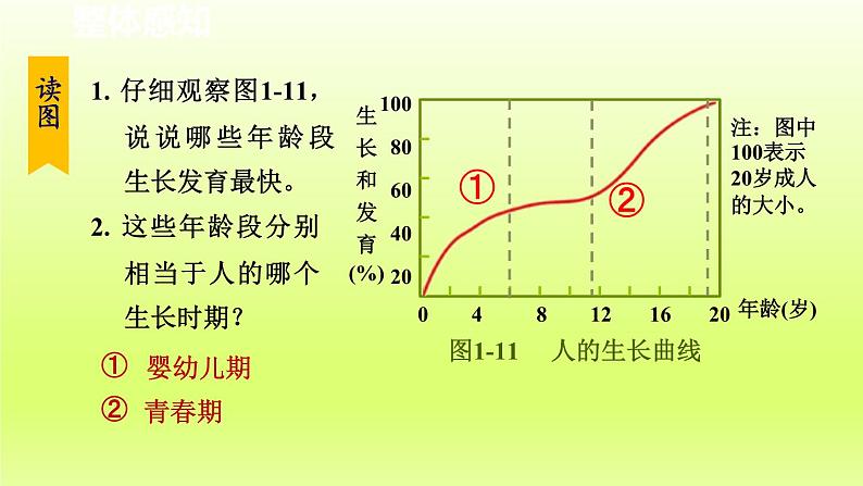 2024七年级科学下册第1章代代相传的生命1.2走向成熟第1课时课件（浙教版）第3页