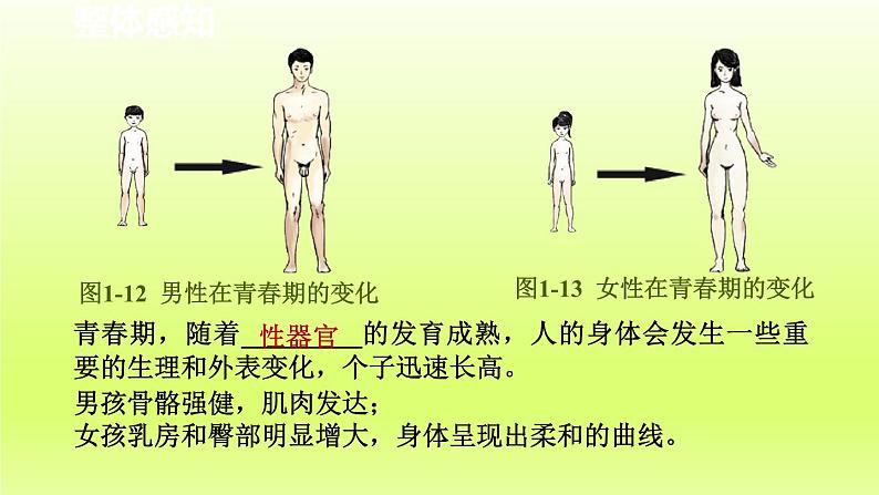 2024七年级科学下册第1章代代相传的生命1.2走向成熟第1课时课件（浙教版）第6页