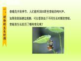 2024七年级科学下册第1章代代相传的生命1.3动物的生长时期第1课时课件（浙教版）
