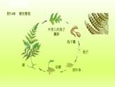 2024七年级科学下册第1章代代相传的生命1.5植物生殖方式的多样性第2课时课件（浙教版）