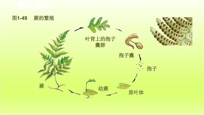 2024七年级科学下册第1章代代相传的生命1.5植物生殖方式的多样性第2课时课件（浙教版）第3页