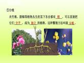2024七年级科学下册第1章代代相传的生命1.5植物生殖方式的多样性第2课时课件（浙教版）