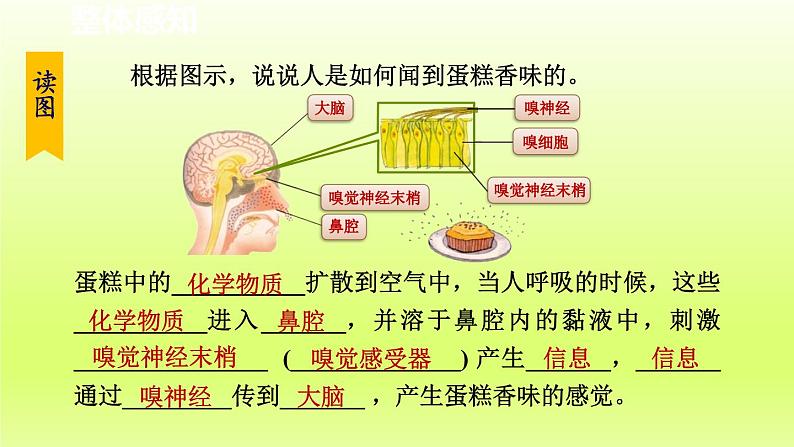 2024七年级科学下册第2章对环境的察觉2.1感觉世界第2课时课件（浙教版）03