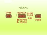 2024七年级科学下册第2章对环境的察觉2.1感觉世界第2课时课件（浙教版）