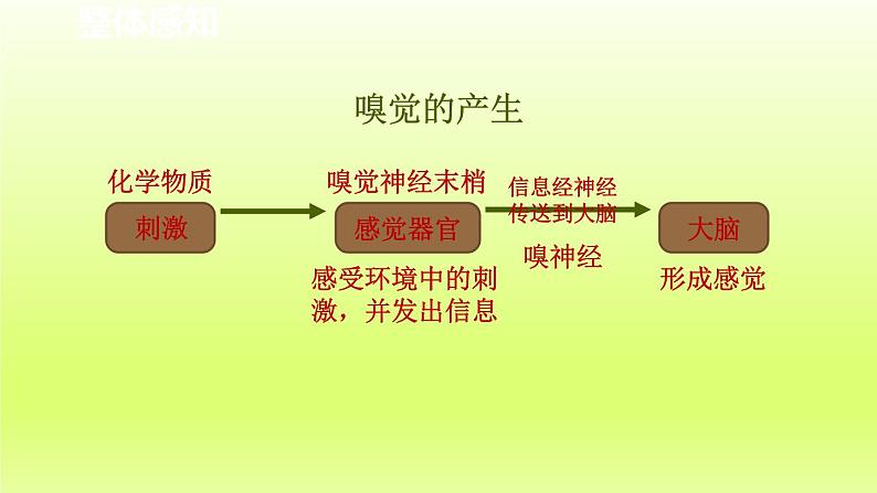 2024七年级科学下册第2章对环境的察觉2.1感觉世界第2课时课件（浙教版）04