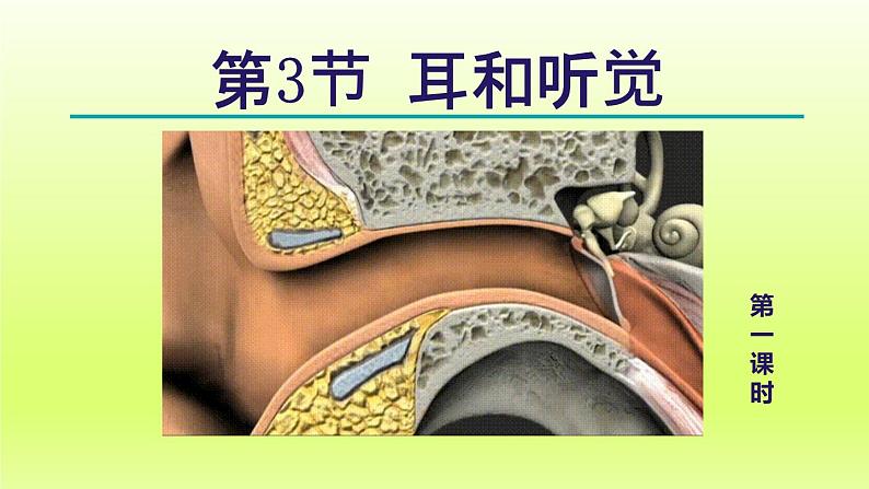 2024七年级科学下册第2章对环境的察觉2.3耳和听觉第1课时课件（浙教版）第1页