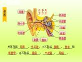 2024七年级科学下册第2章对环境的察觉2.3耳和听觉第1课时课件（浙教版）