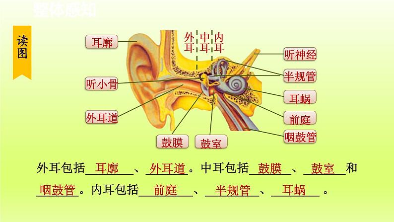 2024七年级科学下册第2章对环境的察觉2.3耳和听觉第1课时课件（浙教版）第4页