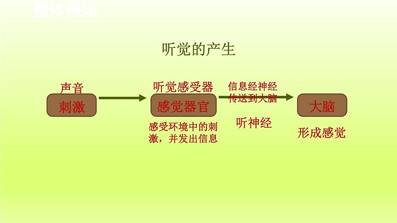 2024七年级科学下册第2章对环境的察觉2.3耳和听觉第1课时课件（浙教版）第6页