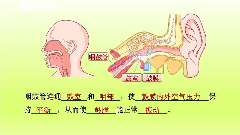 2024七年级科学下册第2章对环境的察觉2.3耳和听觉第1课时课件（浙教版）第7页