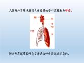 2024八年级科学下册第3章空气与生命3.5生物的呼吸和呼吸作用第1课时课件（浙教版）
