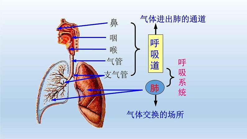 2024八年级科学下册第3章空气与生命3.5生物的呼吸和呼吸作用第1课时课件（浙教版）04