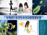 2024八年级科学下册第3章空气与生命3.5生物的呼吸和呼吸作用第2课时课件（浙教版）