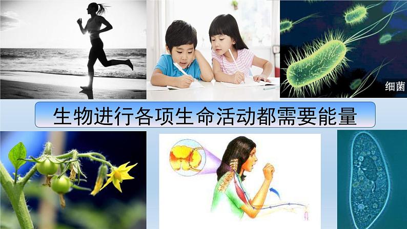 2024八年级科学下册第3章空气与生命3.5生物的呼吸和呼吸作用第2课时课件（浙教版）02