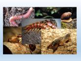 2024八年级科学下册第4章植物与土壤4.1土壤的成分课件新版浙教版