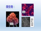 2024八年级科学下册第4章植物与土壤4.1土壤的成分课件新版浙教版