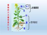 2024八年级科学下册第4章植物与土壤4.3植物的根与物质吸收课件新版浙教版