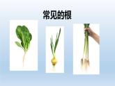 2024八年级科学下册第4章植物与土壤4.3植物的根与物质吸收课件新版浙教版